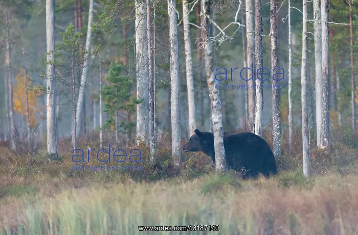: Brown Bear : Brown Bear