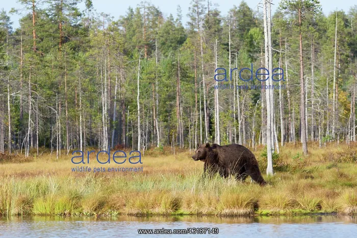 : Brown Bear : Brown Bear