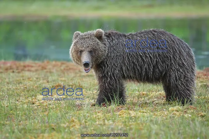 : Brown Bear : Brown Bear