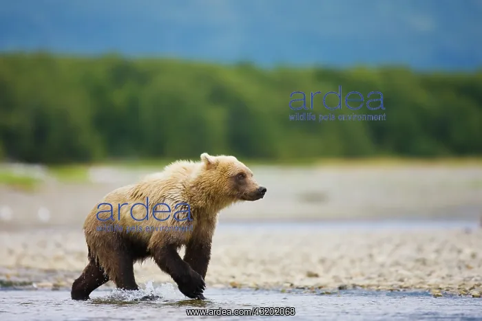 : Brown Bear : Brown Bear
