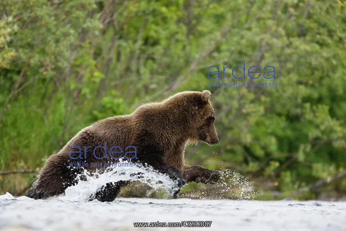 : Brown Bear : Brown Bear