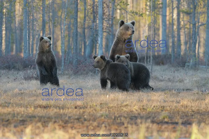 : Brown Bear : Brown Bear