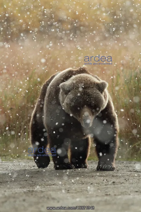 : Brown Bear : Brown Bear