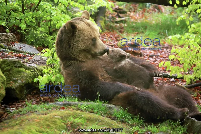 : Brown Bear : Brown Bear