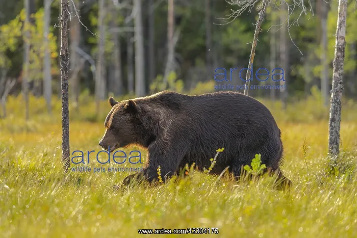 : Brown bear - adult male bear strolling through a : Brown bear - adult male bear strolling through a