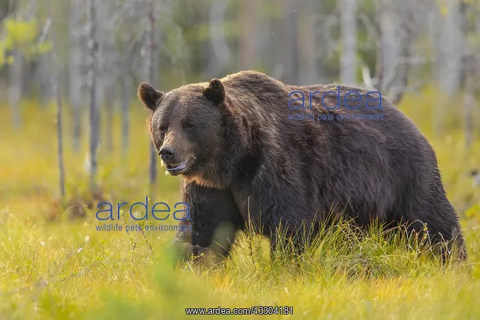 : Brown bear - adult male bear strolling through a : Brown bear - adult male bear strolling through a