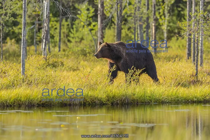 : Brown bear - adult male bear strolling along a little : Brown bear - adult male bear strolling along a little
