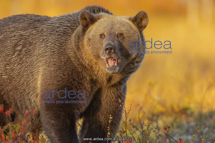 : Brown bear - adult male bear with winter coat in : Brown bear - adult male bear with winter coat in