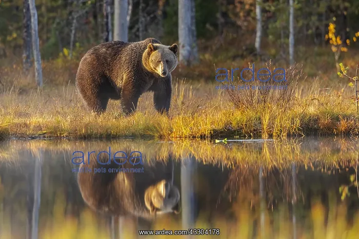 : Brown bear - adult male bear in winter coat with : Brown bear - adult male bear in winter coat with