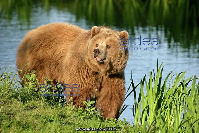 : Brown Bear - adult standing at a lake shore : Brown Bear - adult standing at a lake shore