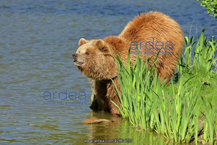 : Brown Bear - adult standing at lake shore sniffing the air : Brown Bear - adult standing at lake shore sniffing the air