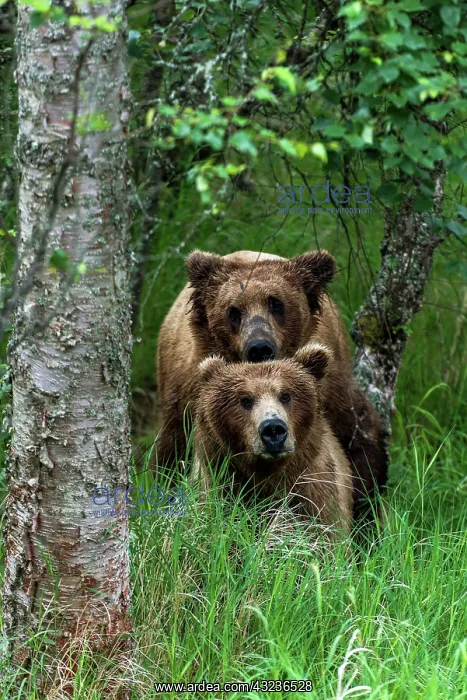  : Brown Bear adults mating