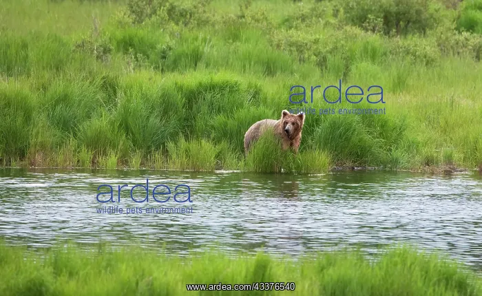: Brown Bear in Brooks River, Katmai National Park : Brown Bear in Brooks River, Katmai National Park