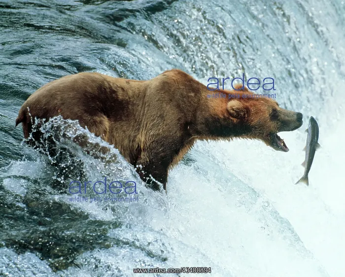 : Brown Bear - Catching a fish : Brown Bear - Catching a fish
