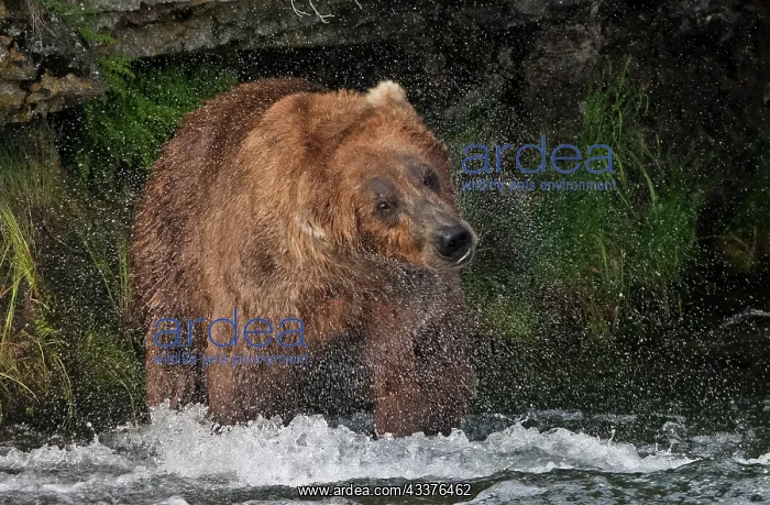  : Brown Bear catching salmon at Brooks Falls, Katmai