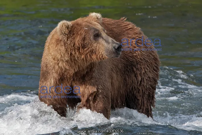 : Brown Bear catching salmon at Brooks Falls, Katmai : Brown Bear catching salmon at Brooks Falls, Katmai