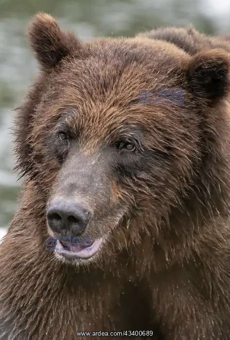 : Brown bear is very close : Brown bear is very close