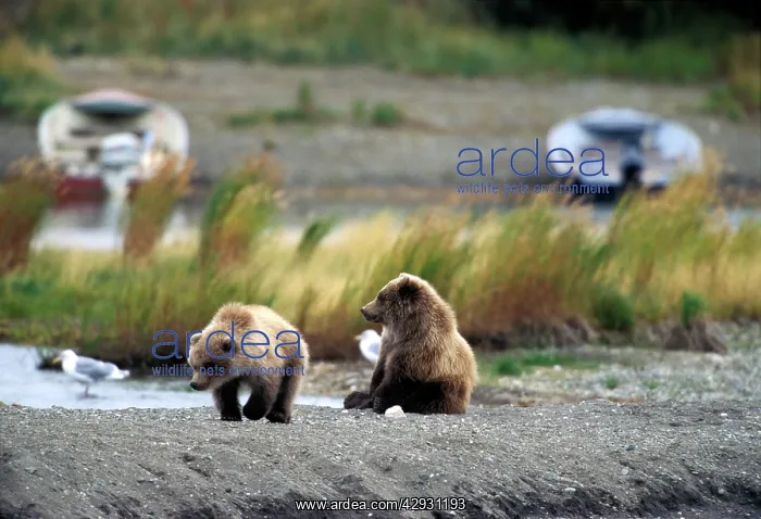 : Brown Bear - Cub Twins playing on gravelbed by lakeshor : Brown Bear - Cub Twins playing on gravelbed by lakeshor