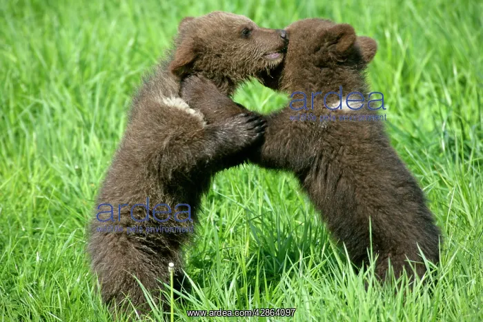 : Brown Bear - two cubs playing and brawling on hind legs : Brown Bear - two cubs playing and brawling on hind legs