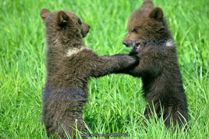 : Brown Bear - two cubs playing and brawling standing : Brown Bear - two cubs playing and brawling standing