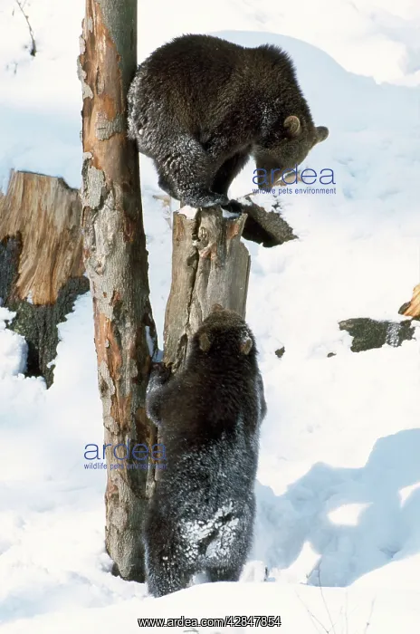 : Brown Bear - cubs in snow : Brown Bear - cubs in snow