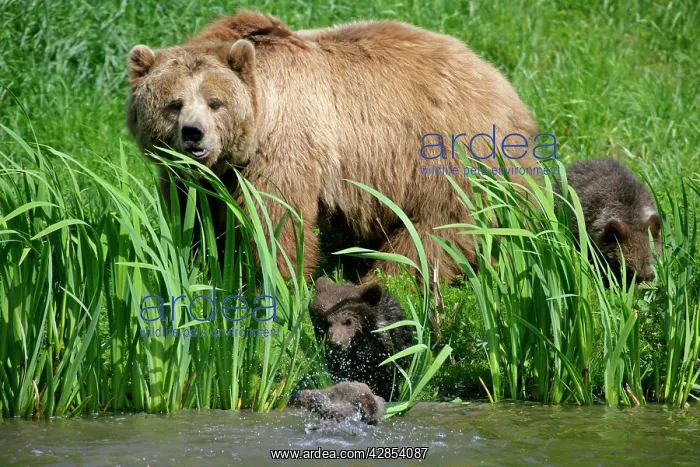 : Brown Bear - female adult with three cubs at a : Brown Bear - female adult with three cubs at a
