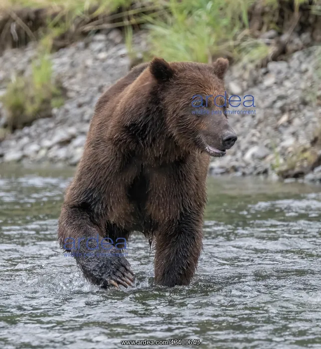 : Brown bear fishes for salmon : Brown bear fishes for salmon