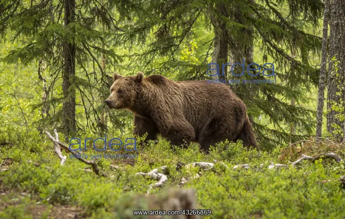 : Brown Bear - on forest - Kainuu, Finland : Brown Bear - on forest - Kainuu, Finland