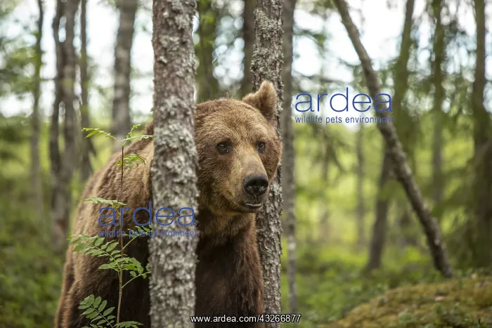 : Brown Bear - on forest - Kainuu, Finland : Brown Bear - on forest - Kainuu, Finland