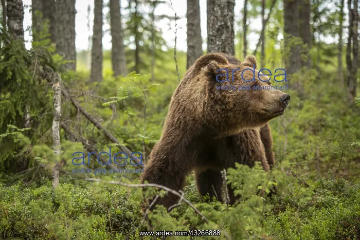 : Brown Bear - on forest - Kainuu, Finland : Brown Bear - on forest - Kainuu, Finland