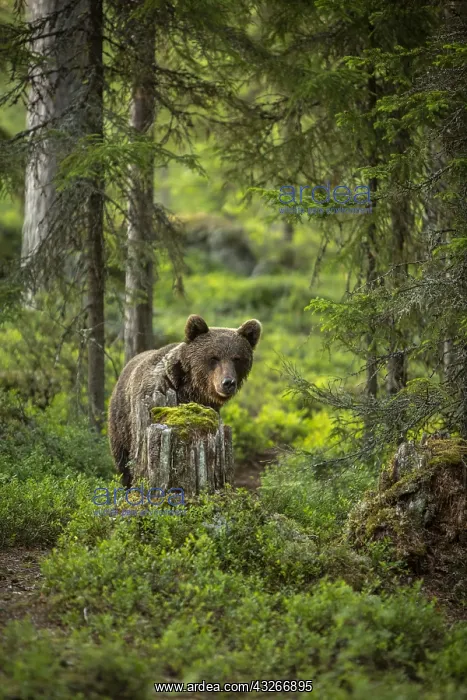 : Brown Bear - on forest - Kainuu, Finland : Brown Bear - on forest - Kainuu, Finland