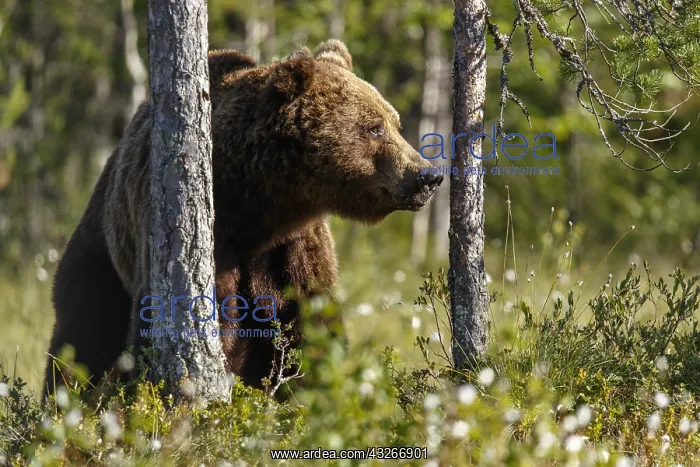 : Brown Bear - on forest - Kainuu, Finland : Brown Bear - on forest - Kainuu, Finland