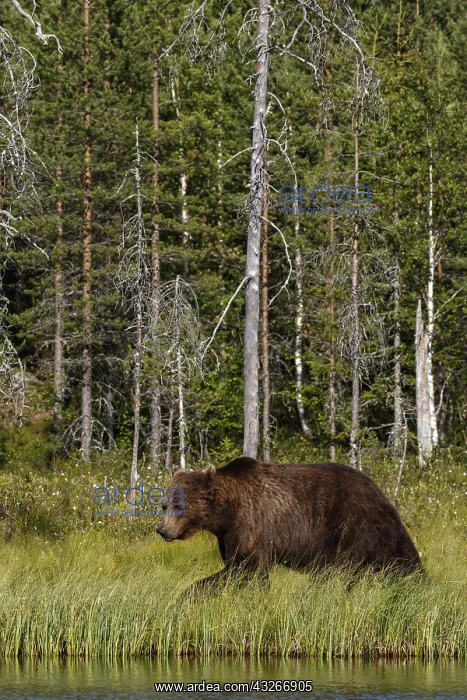 : Brown Bear - on forest - Kainuu, Finland : Brown Bear - on forest - Kainuu, Finland