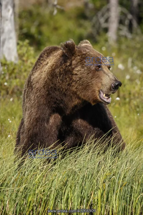 : Brown Bear - on forest - Kainuu, Finland : Brown Bear - on forest - Kainuu, Finland