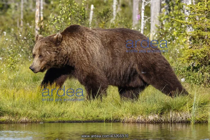 : Brown Bear - on forest - Kainuu, Finland : Brown Bear - on forest - Kainuu, Finland