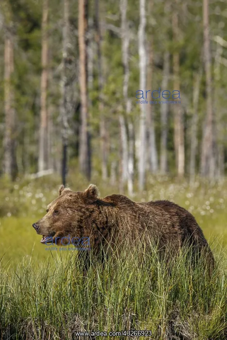 : Brown Bear - on forest - Kainuu, Finland : Brown Bear - on forest - Kainuu, Finland