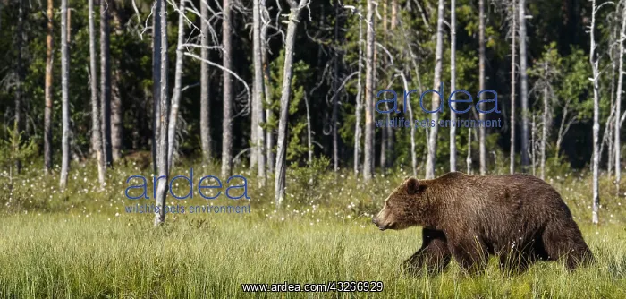 : Brown Bear - on forest - Kainuu, Finland : Brown Bear - on forest - Kainuu, Finland