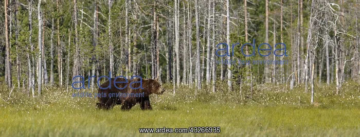 : Brown Bear - on forest - Kainuu, Finland : Brown Bear - on forest - Kainuu, Finland