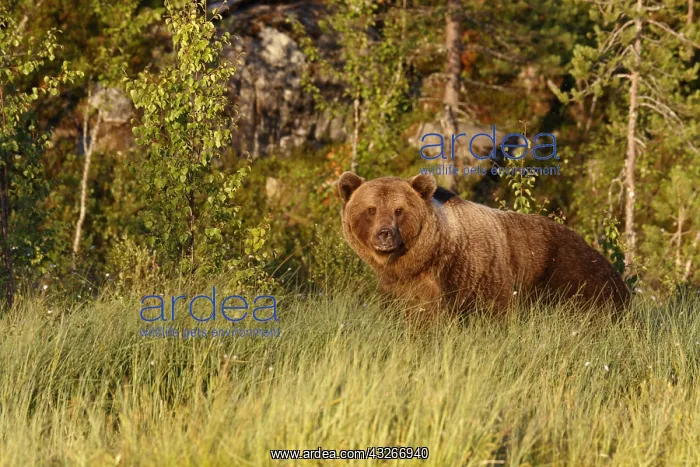 : Brown Bear - on forest - Kainuu, Finland : Brown Bear - on forest - Kainuu, Finland