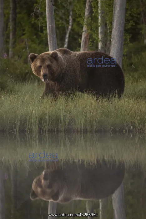: Brown Bear - on forest - Kainuu, Finland : Brown Bear - on forest - Kainuu, Finland
