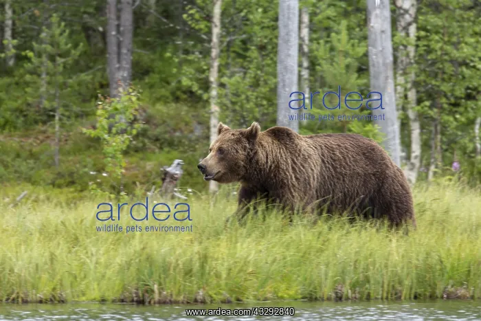 : Brown Bear - on forest - Kainuu, Finland : Brown Bear - on forest - Kainuu, Finland