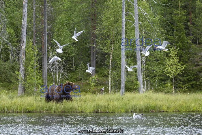 : Brown Bear - on forest - Kainuu, Finland : Brown Bear - on forest - Kainuu, Finland
