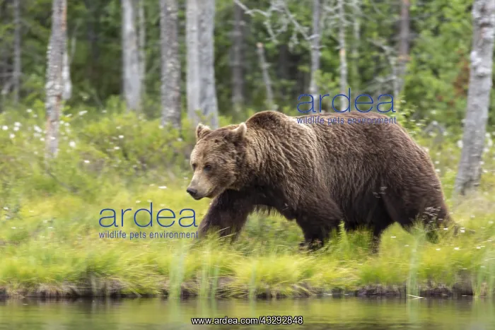  : Brown Bear - on forest - Kainuu, Finland