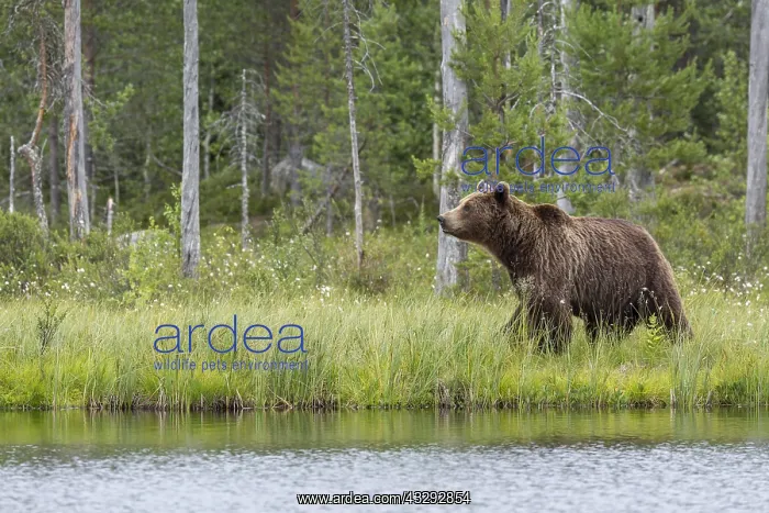 : Brown Bear - on forest - Kainuu, Finland : Brown Bear - on forest - Kainuu, Finland