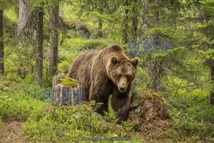 : Brown Bear - on forest - Kainuu, Finland : Brown Bear - on forest - Kainuu, Finland