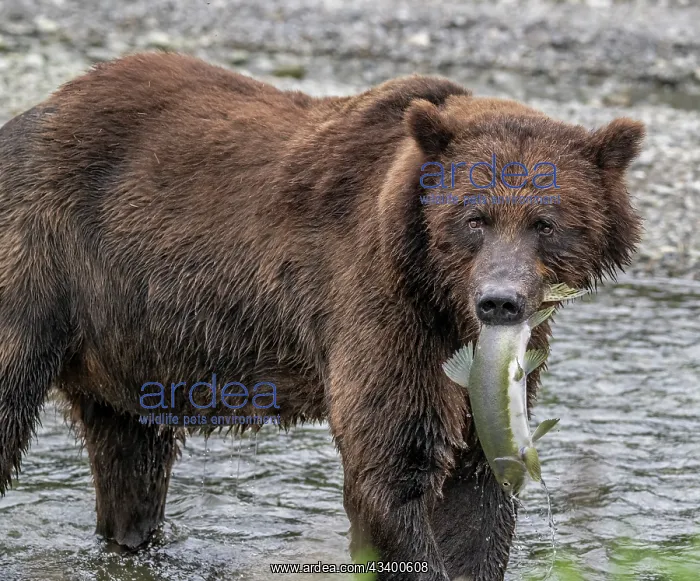 : Brown bear gets ready for a salmon lunch : Brown bear gets ready for a salmon lunch