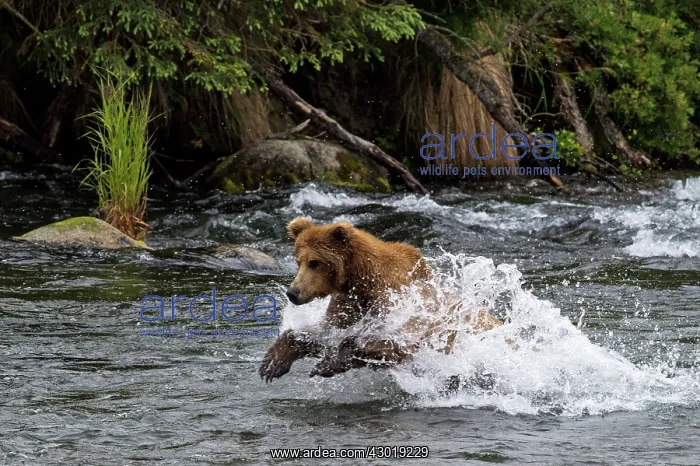 : Brown Bear hunting for Salmon (Salmo sp.) in the river : Brown Bear hunting for Salmon (Salmo sp.) in the river
