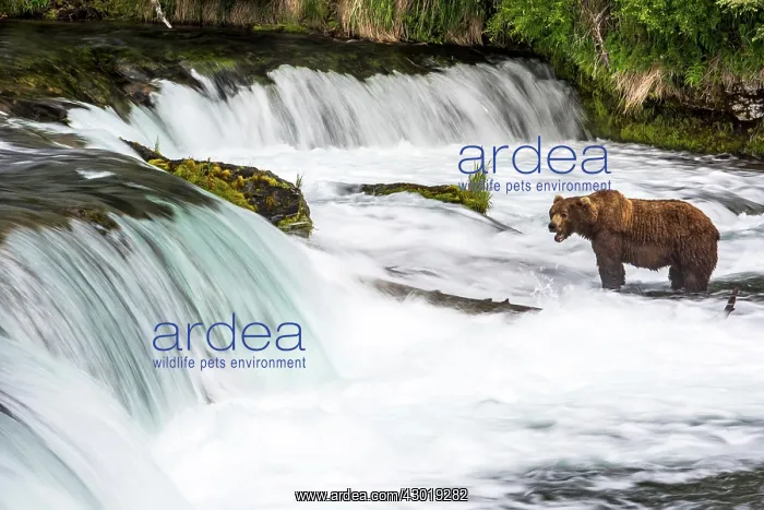 : Brown Bear hunting for Salmon (Salmo sp.) in the river : Brown Bear hunting for Salmon (Salmo sp.) in the river