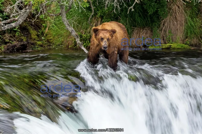 : Brown Bear hunting for Salmon (Salmo sp.) in the waterfalls : Brown Bear hunting for Salmon (Salmo sp.) in the waterfalls