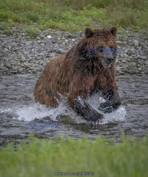 : Brown bear jumps at a salmon at Pack Creek : Brown bear jumps at a salmon at Pack Creek
